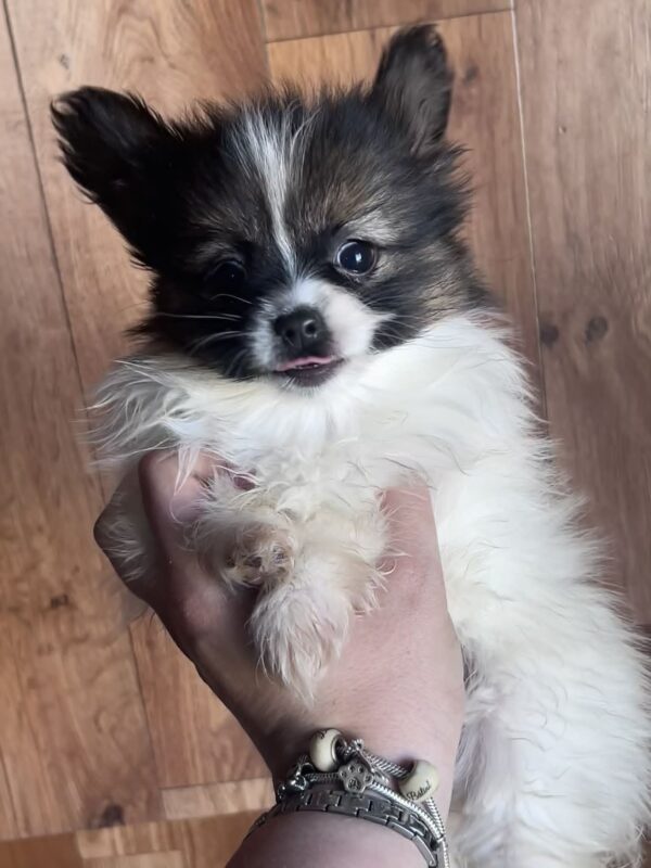 Antoanette Papillon Antoanette Papillon