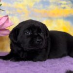 Anwar-male-labradoe-retriever-puppy-for-sale-1 (1)