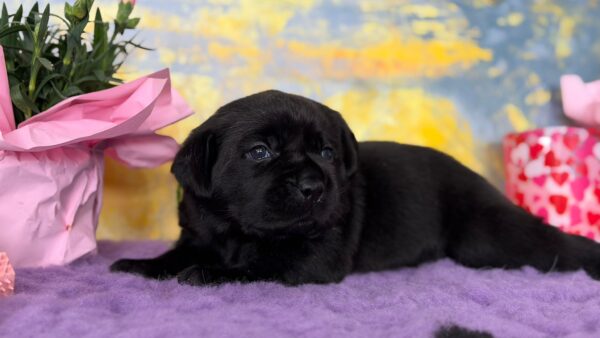 Anwar Labrador Retriever Anwar Labrador Retriever