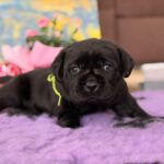 Anwar-male-labradoe-retriever-puppy-for-sale-1 (2)