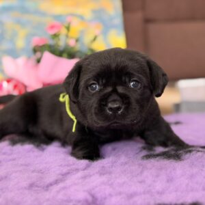 Anwar Labrador Retriever Anwar Labrador Retriever