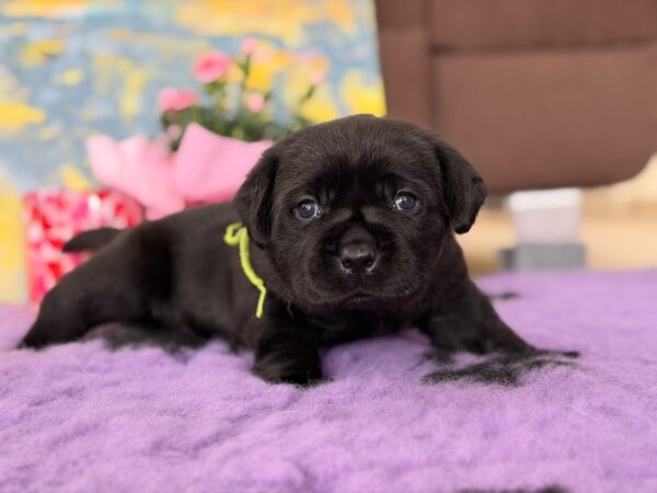 Anwar Labrador Retriever Anwar Labrador Retriever