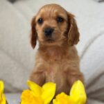 Apollo-male-English-Cocker-Spaniel-puppy-for-sale-1