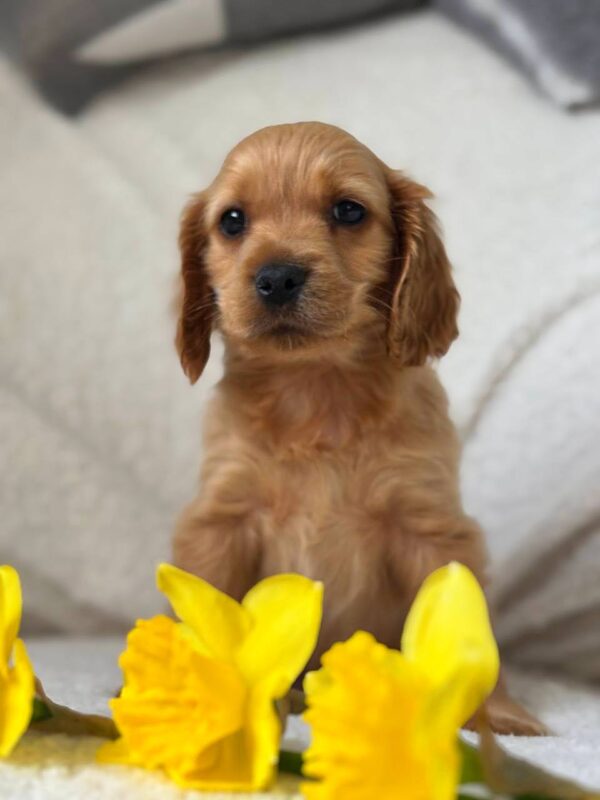 Apollo English Cocker Spaniel Apollo English Cocker Spaniel