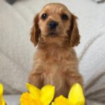 Apollo-male-English-Cocker-Spaniel-puppy-for-sale-2