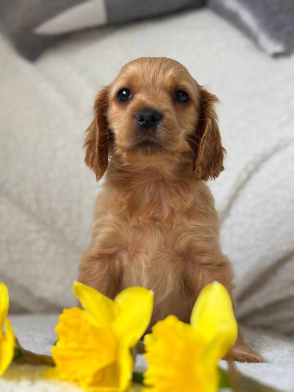 Apollo English Cocker Spaniel Apollo English Cocker Spaniel