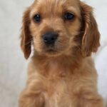 Apollo-male-English-Cocker-Spaniel-puppy-for-sale-3