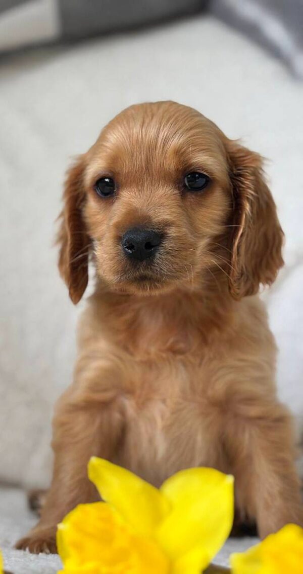 Apollo English Cocker Spaniel Apollo English Cocker Spaniel