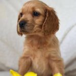 Apollo-male-English-Cocker-Spaniel-puppy-for-sale-4