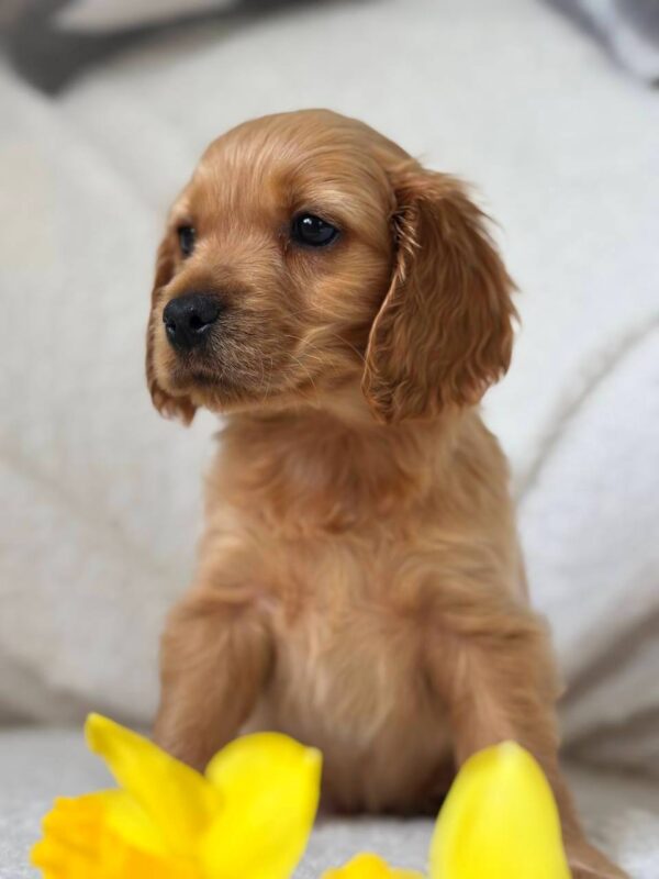 Apollo English Cocker Spaniel Apollo English Cocker Spaniel