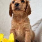 Apollo-male-English-Cocker-Spaniel-puppy-for-sale-5