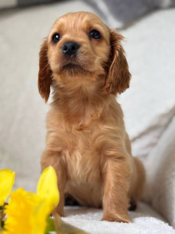 Apollo English Cocker Spaniel Apollo English Cocker Spaniel