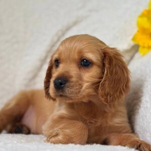 Apollo English Cocker Spaniel Apollo English Cocker Spaniel