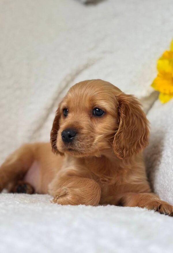 Apollo English Cocker Spaniel Apollo English Cocker Spaniel