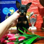 Ariona-female-Russian-Toy-puppy-for-sale-1