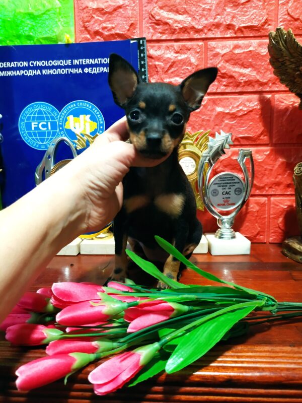 Ariona Russian Toy Terrier Ariona Russian Toy Terrier