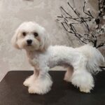 Arni-male-Maltese-puppy-for-sale-1