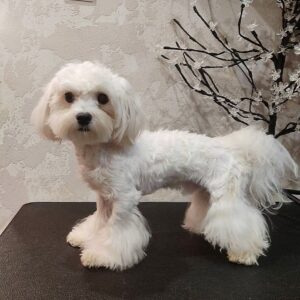 Arni Maltese Arni Maltese