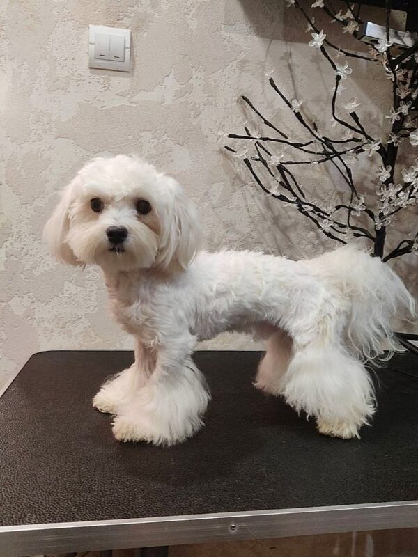 Arni Maltese Arni Maltese