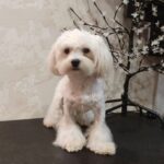 Arni-male-Maltese-puppy-for-sale-2