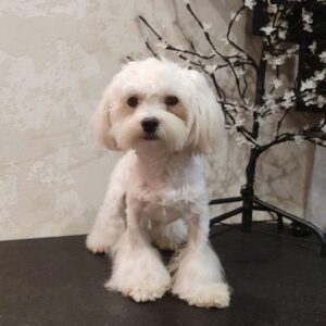 Arni Maltese Arni Maltese