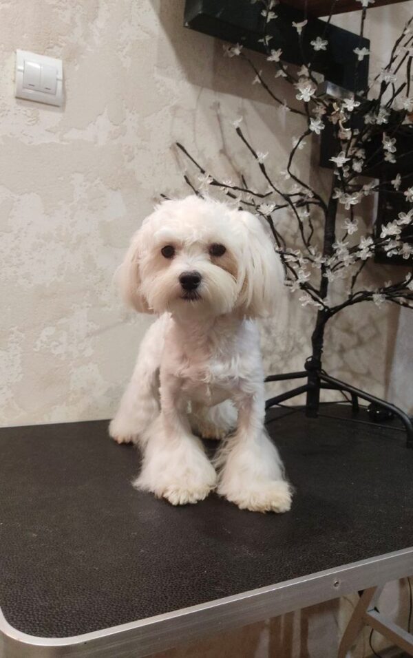 Arni Maltese Arni Maltese