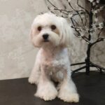 Arni-male-Maltese-puppy-for-sale-3
