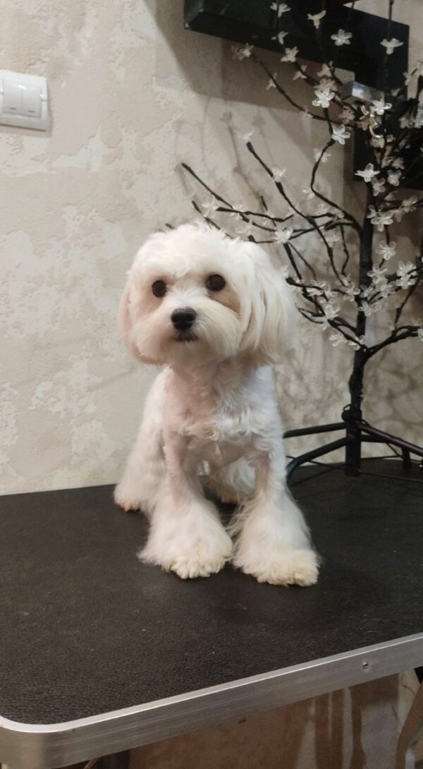 Arni Maltese Arni Maltese