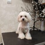 Arni-male-Maltese-puppy-for-sale-4