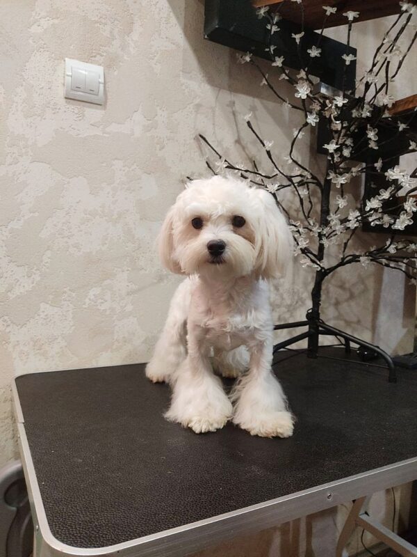 Arni Maltese Arni Maltese