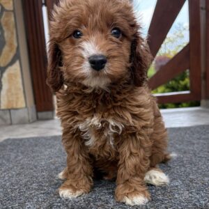 Arnold Cavapoo Arnold Cavapoo