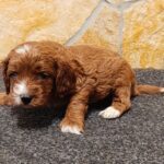 Arnold-male-cavapoo-puppy-for-sale- (1)