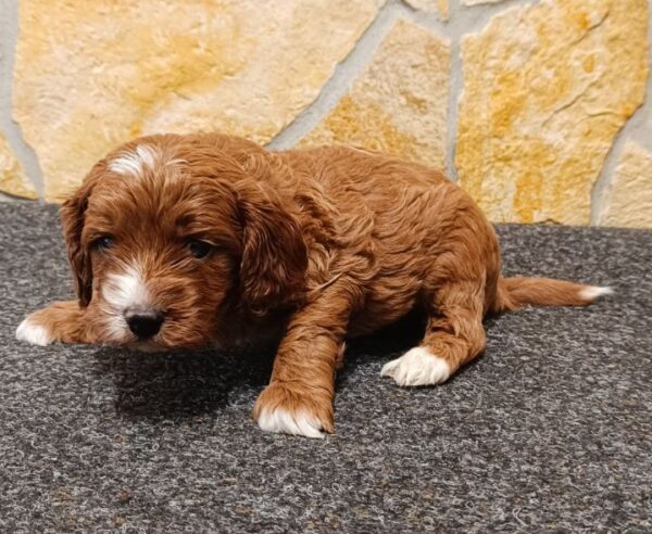 Arnold Cavapoo Arnold Cavapoo
