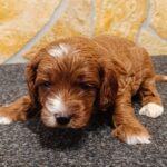 Arnold-male-cavapoo-puppy-for-sale- (2)