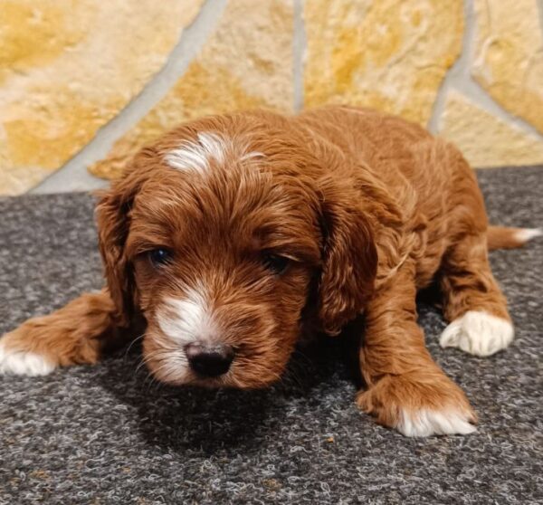 Arnold Cavapoo Arnold Cavapoo