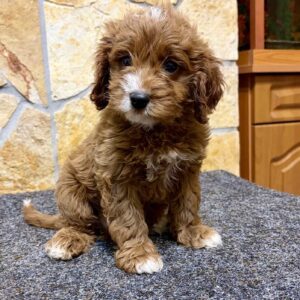 Arnold Cavapoo Arnold Cavapoo