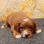 Arnold-male-cavapoo-puppy-for-sale- (3)