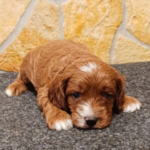 Arnold Cavapoo Arnold Cavapoo