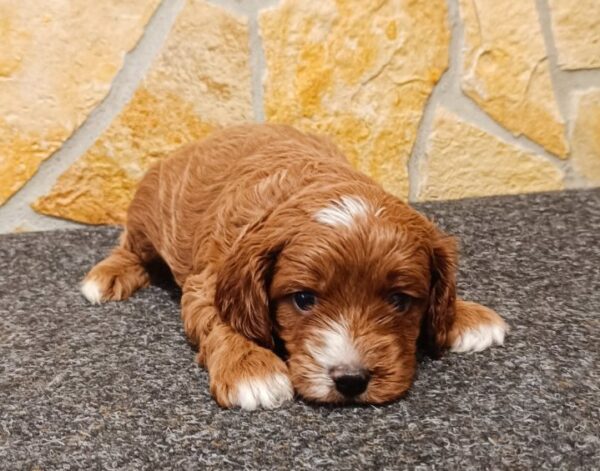 Arnold Cavapoo Arnold Cavapoo