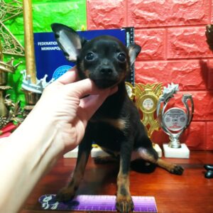 Asparo Russian Toy Terrier Asparo Russian Toy Terrier