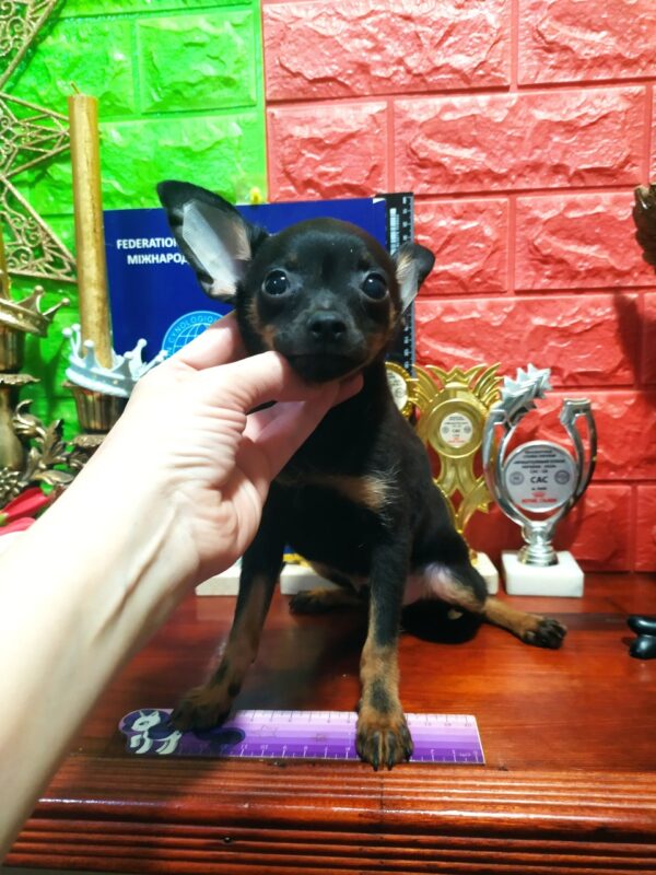 Asparo Russian Toy Terrier Asparo Russian Toy Terrier