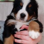 Aspen-male-Bernese-Mountain-puppy-for-sale-1