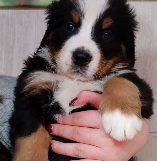 Aspen Bernese Mountain Dog Aspen Bernese Mountain Dog