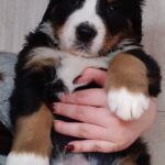 Aspen-male-Bernese-Mountain-puppy-for-sale-1