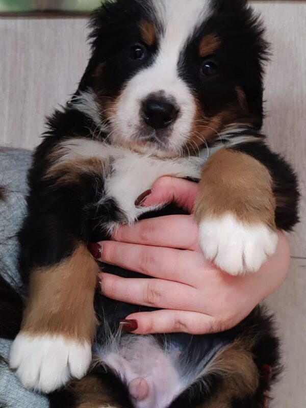 Aspen Bernese Mountain Dog Aspen Bernese Mountain Dog