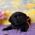 Atawa-male-labradoe-retriever-puppy-for-sale-1 (1)