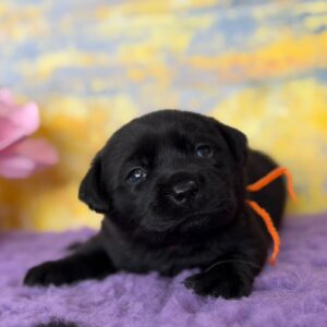 Atawa Labrador Retriever Atawa Labrador Retriever
