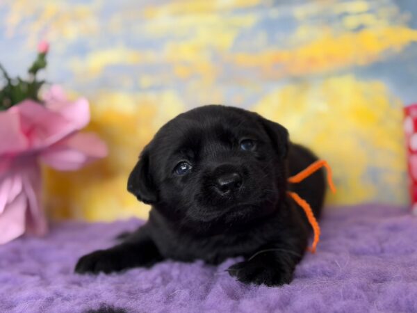 Atawa Labrador Retriever Atawa Labrador Retriever