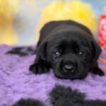 Atawa-male-labradoe-retriever-puppy-for-sale-1 (2)