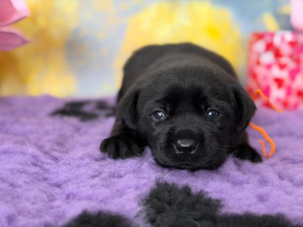 Atawa Labrador Retriever Atawa Labrador Retriever